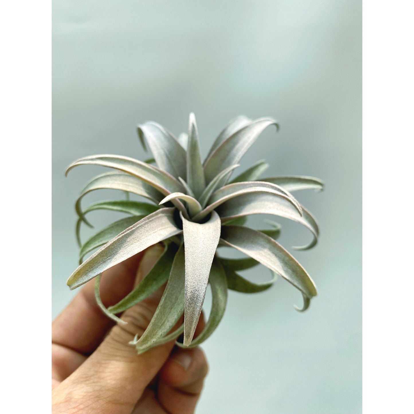 Tillandsia capitata “Yellow Star”
