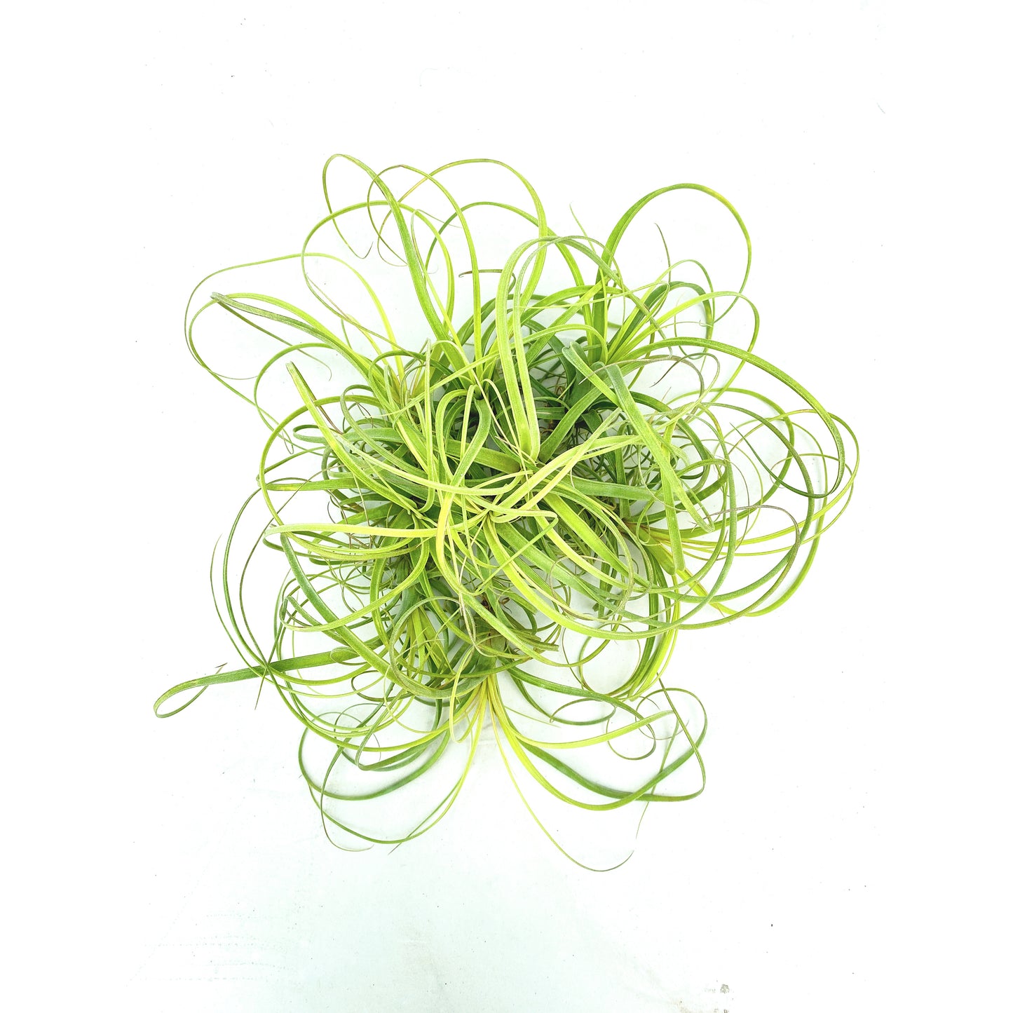 Tillandsia balbisiana