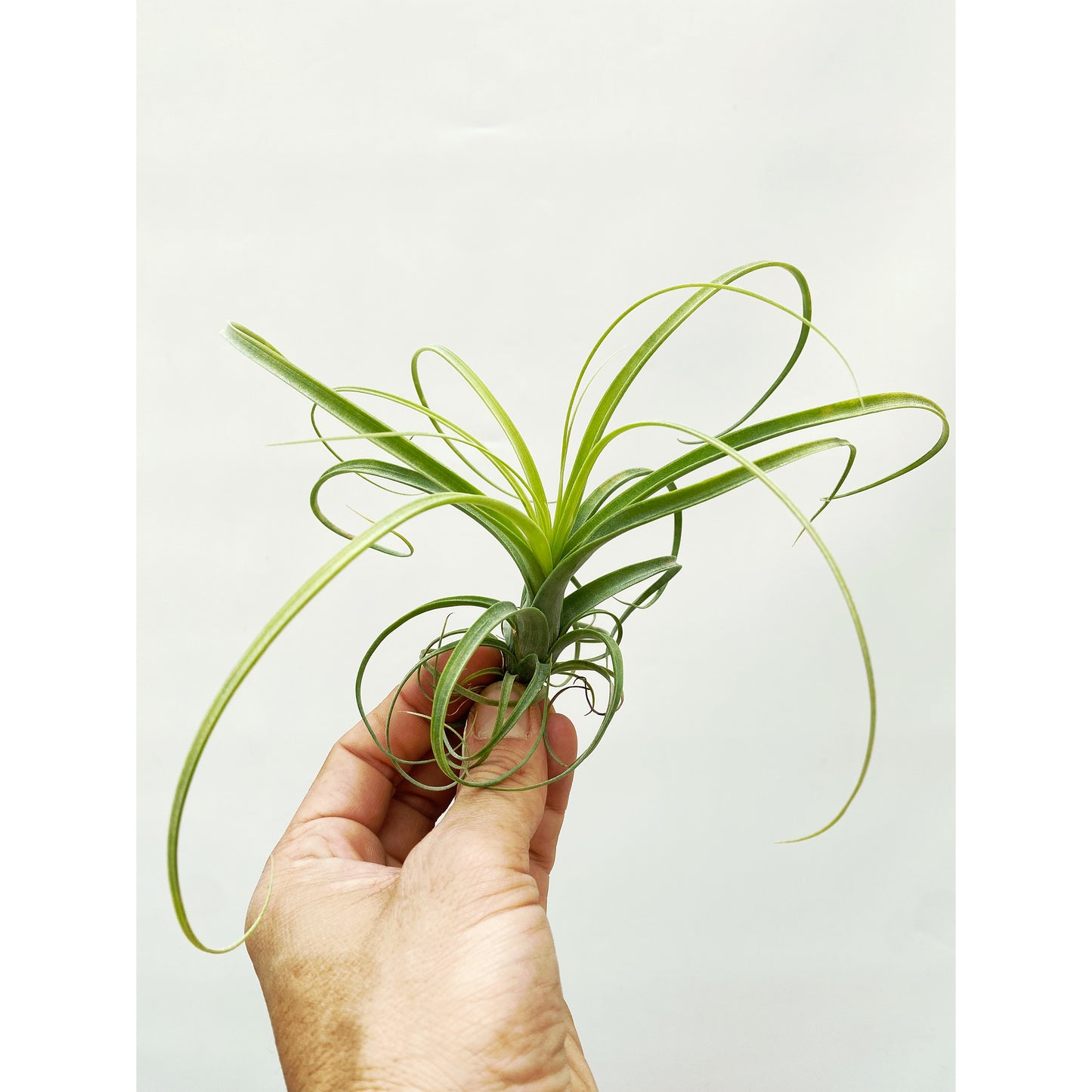 Tillandsia balbisiana