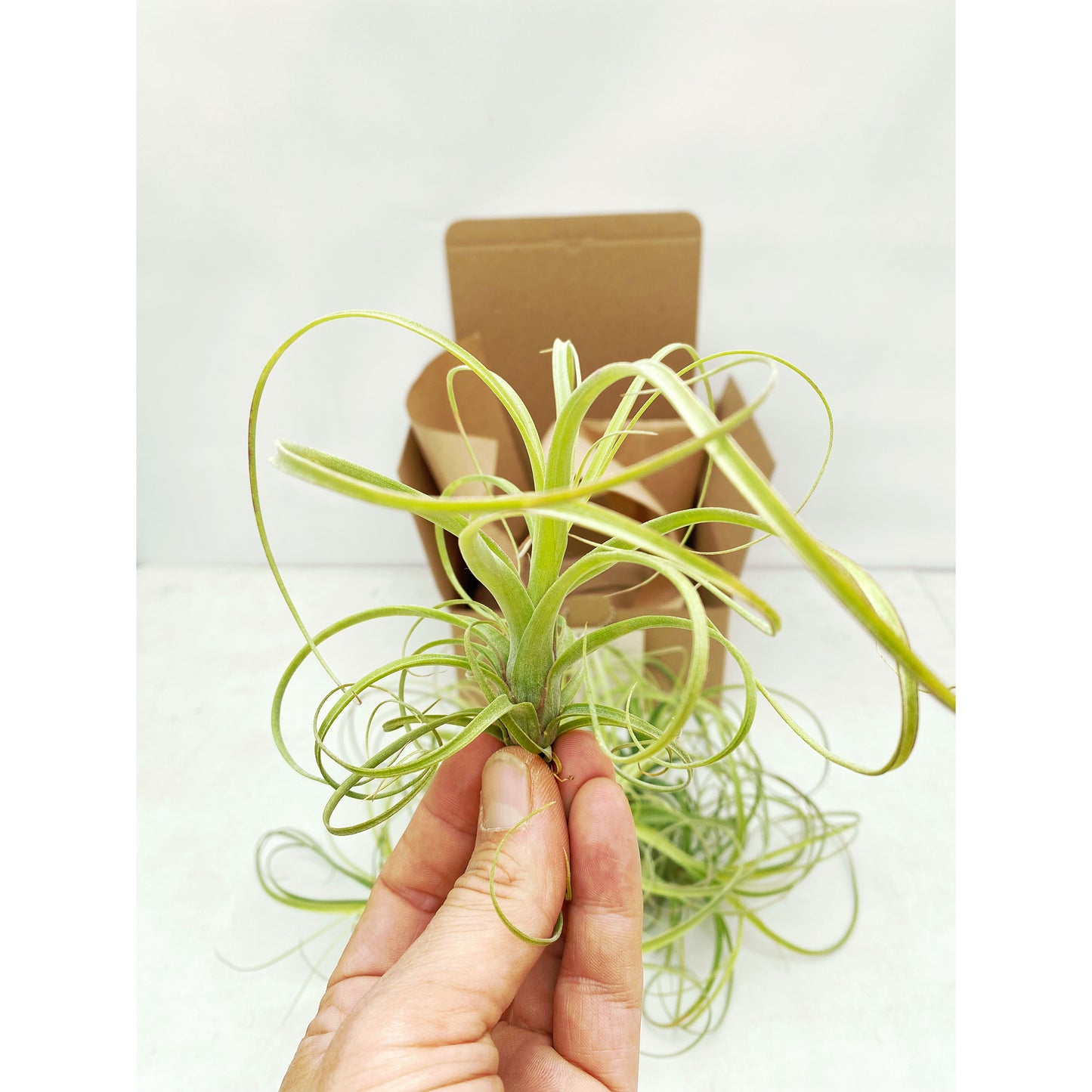 Tillandsia balbisiana
