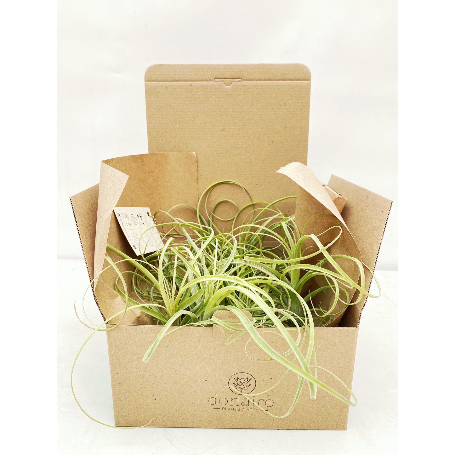 Tillandsia balbisiana