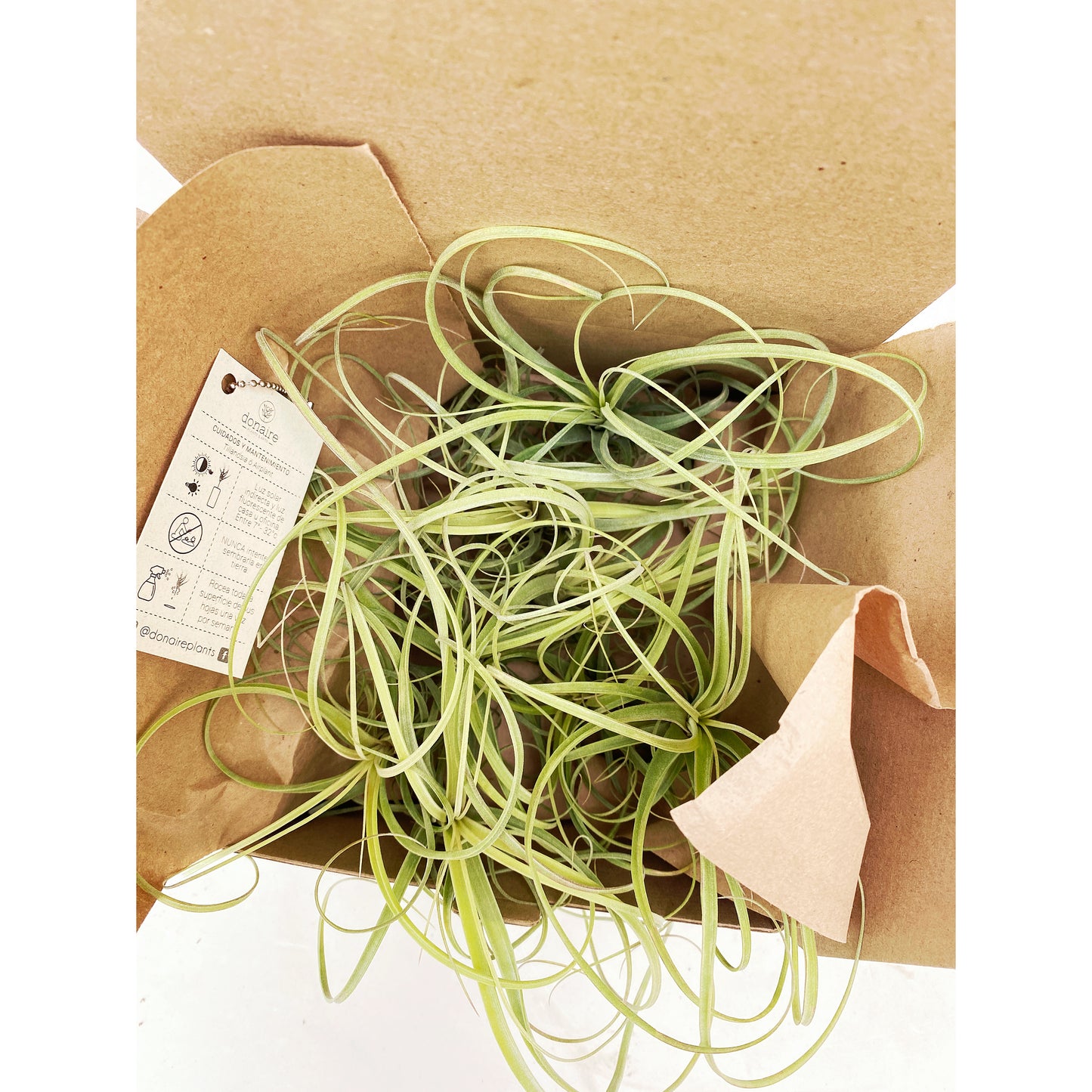 Tillandsia balbisiana