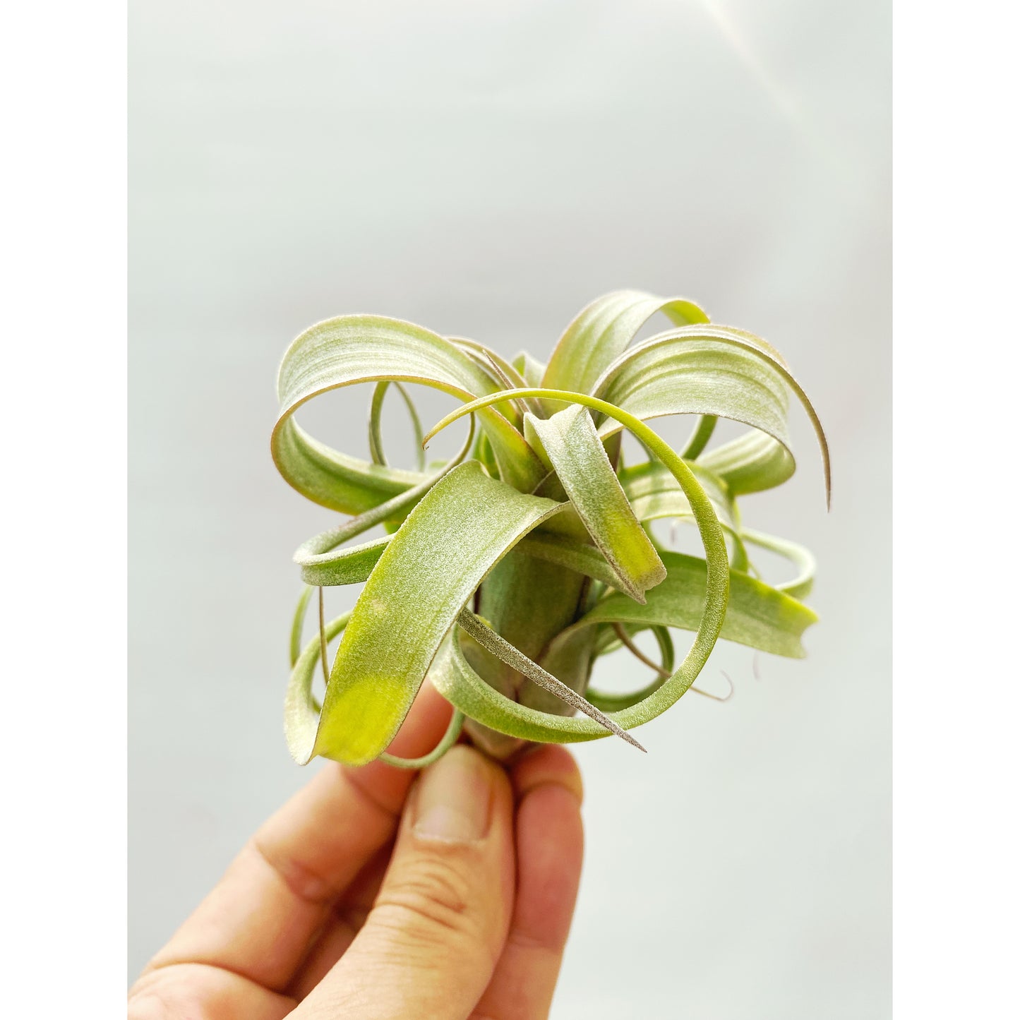 Tillandsia curly slim