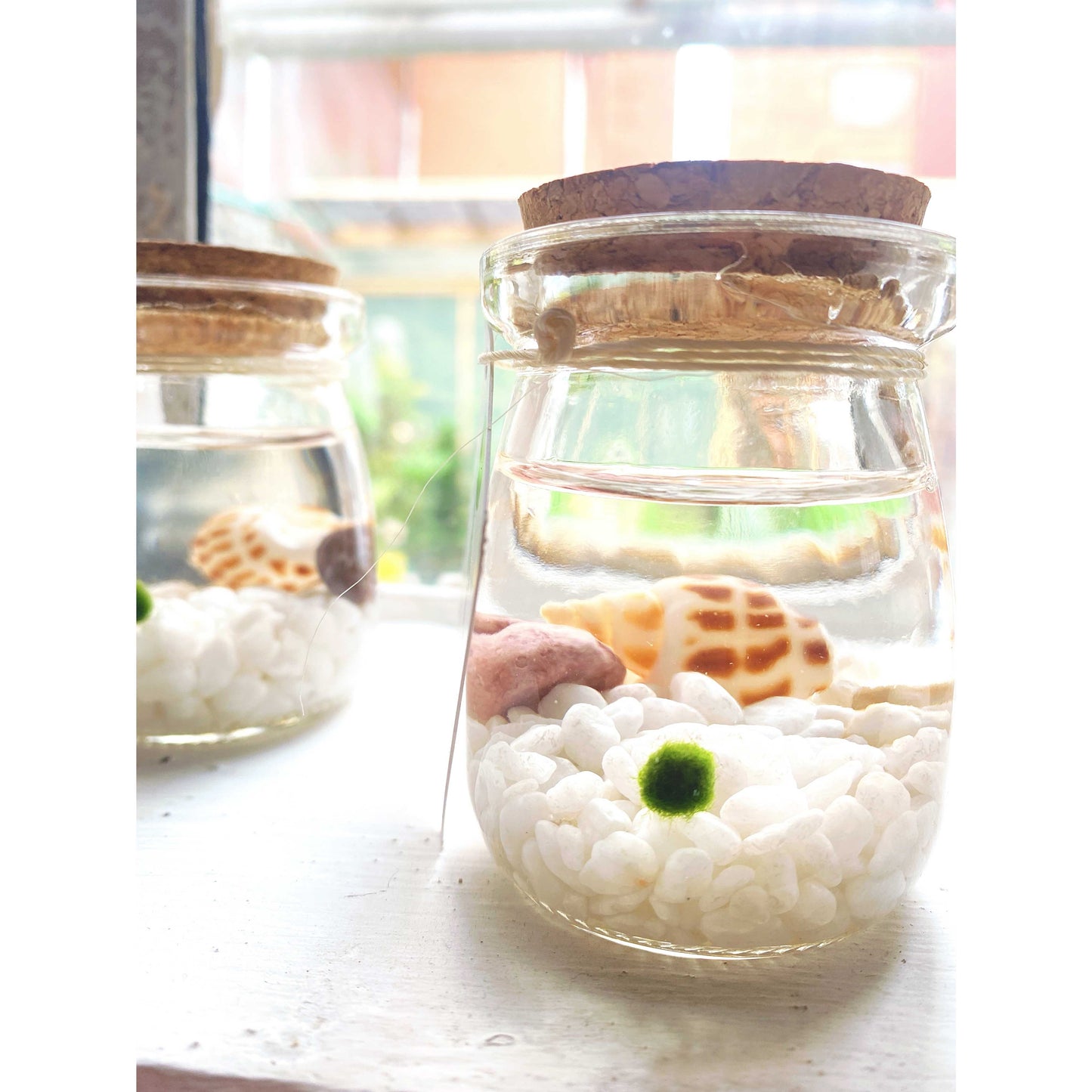 Marimo "Moss Ball" Pequeño