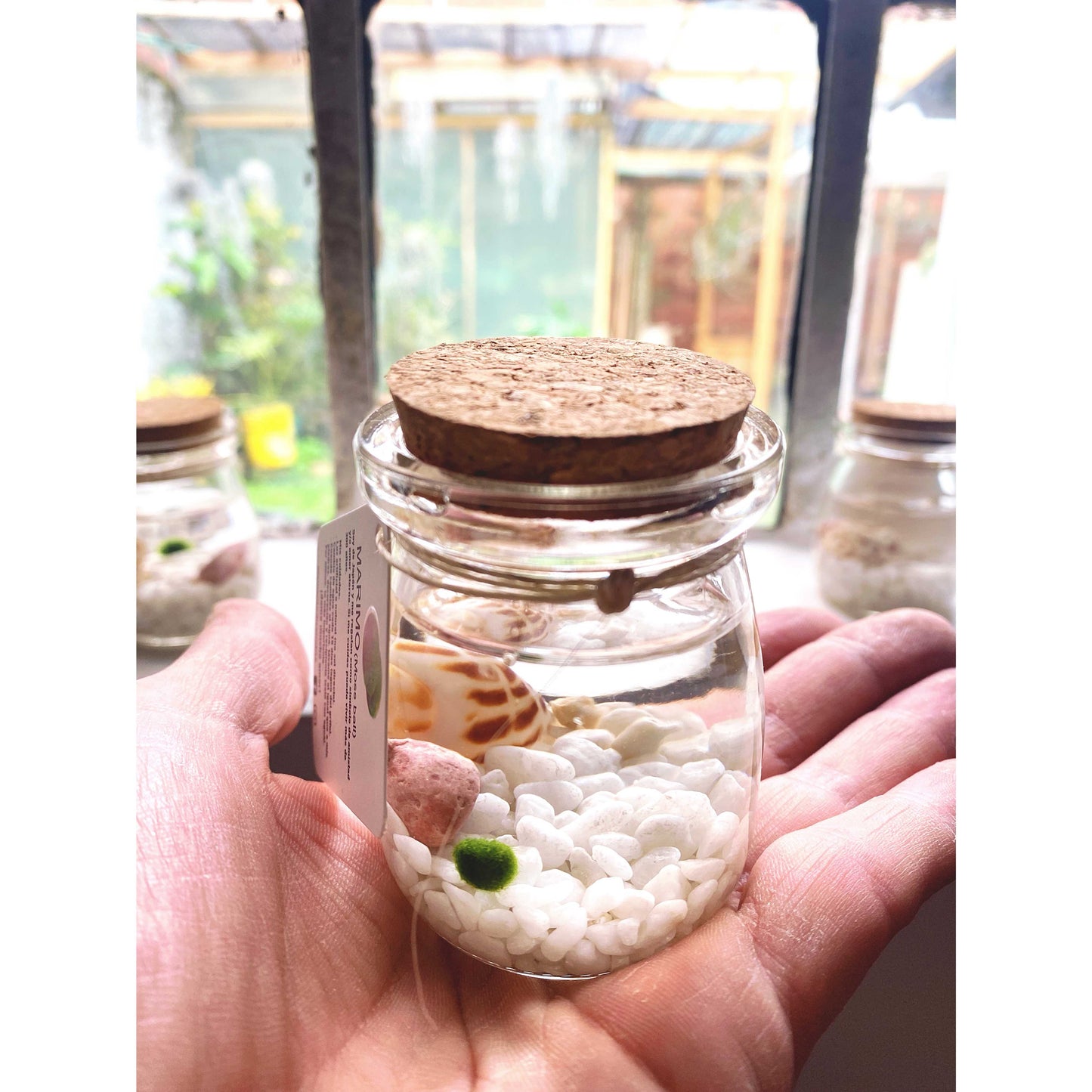 Marimo "Moss Ball" Pequeño