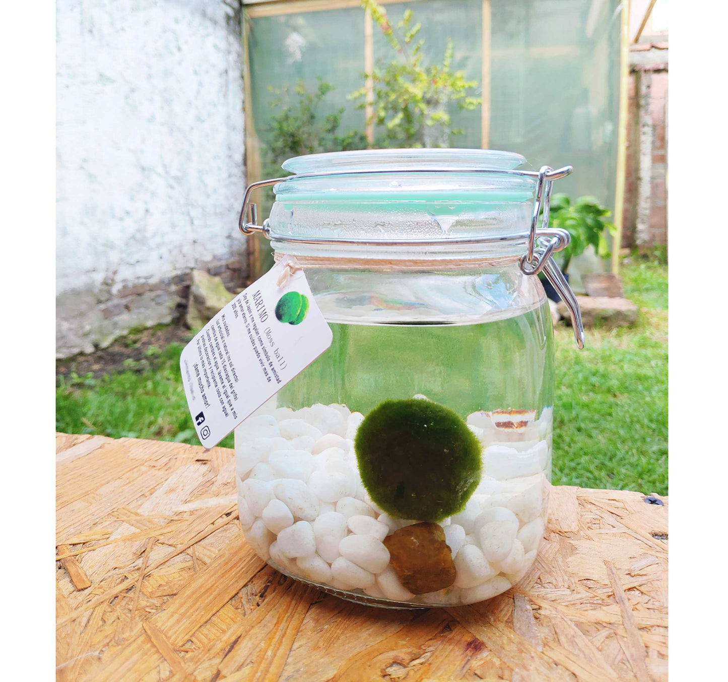 Marimo "Moss Ball" Gigante