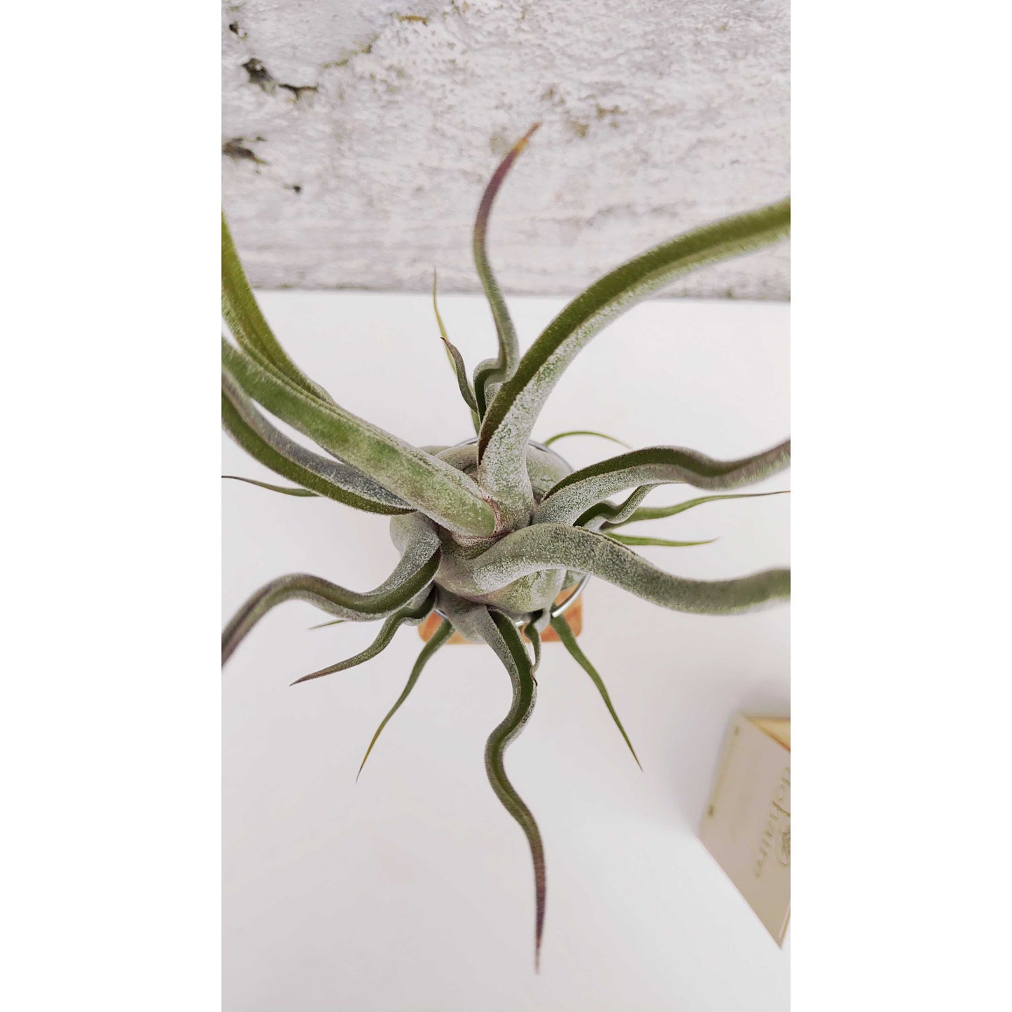 T. caput medusae + Pedestal Mediano