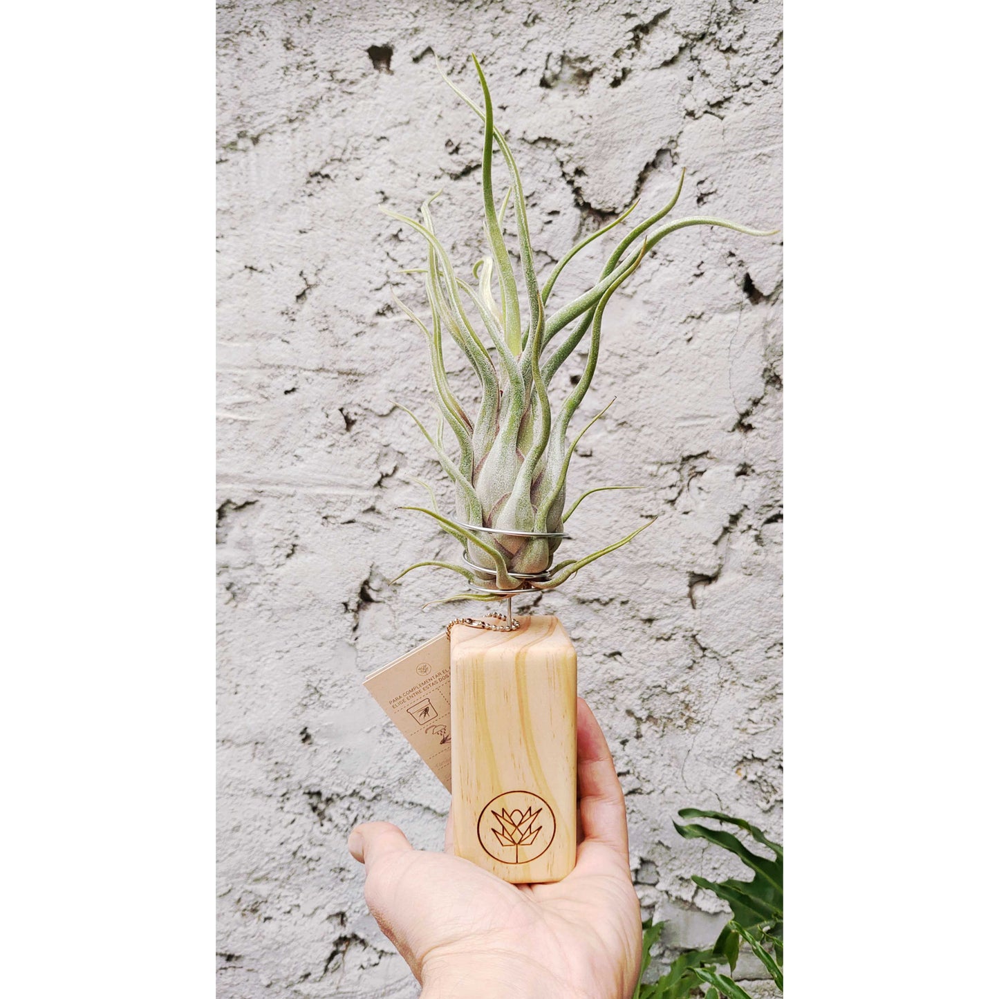 T. caput medusae + Pedestal Mediano