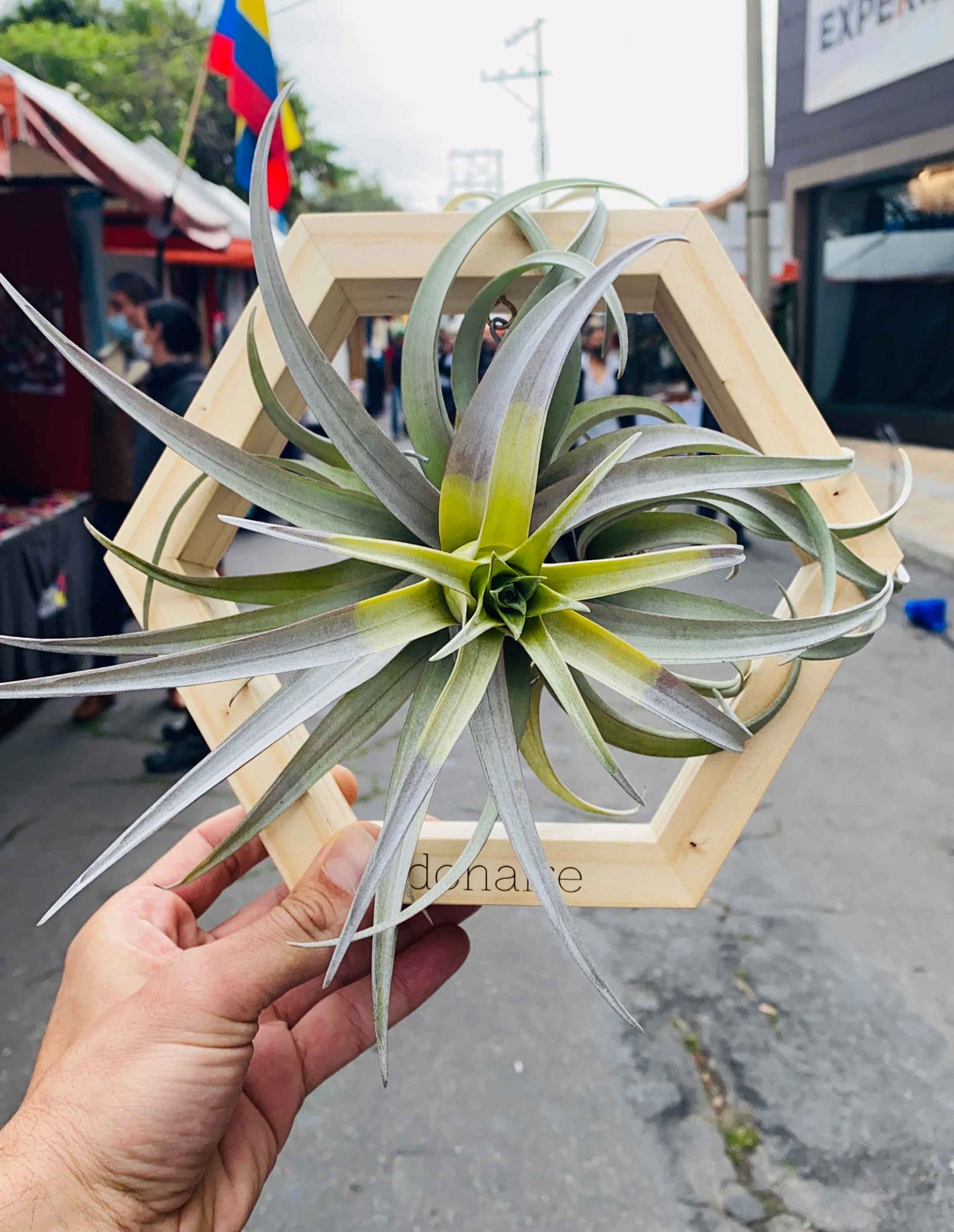 T. capitata “YS” + Hexágono Mediano + Aspersor de vidrio
