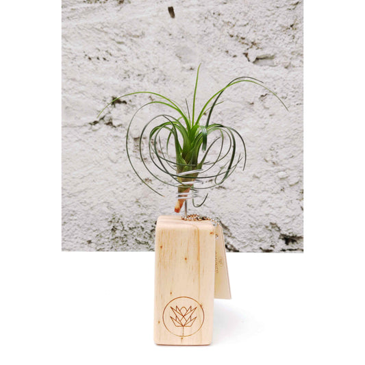 V. correia + Mini Pedestal
